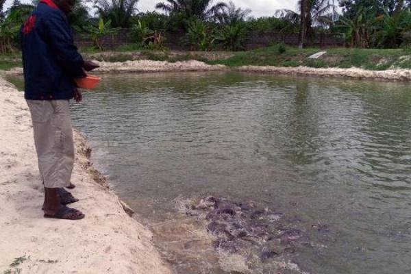 🐟 Inside Monivest’s 180,000-Capacity Fish Farm — Where Hybrid Catfish Grows Wealth