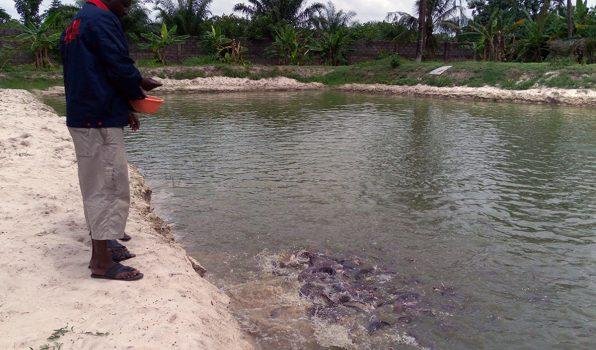🐟 Inside Monivest’s 180,000-Capacity Fish Farm — Where Hybrid Catfish Grows Wealth
