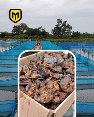 Rural Aquaculture & Catfish Export
