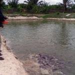 🐟 Inside Monivest’s 180,000-Capacity Fish Farm — Where Hybrid Catfish Grows Wealth