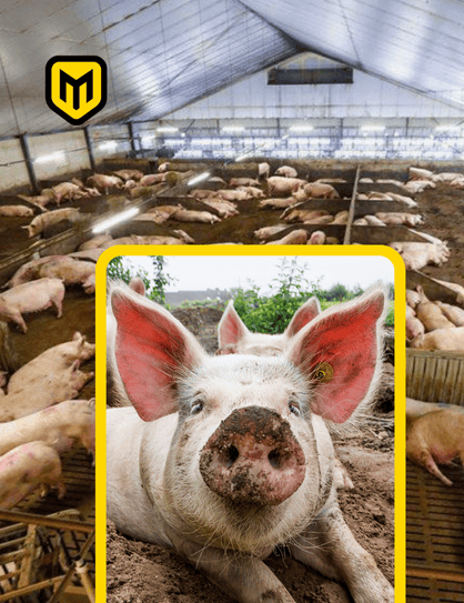 Oyo Pig Farming Hub (Private Expansion)